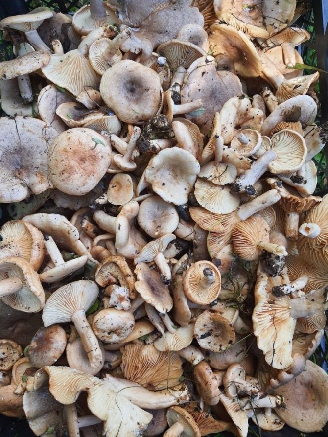 Orman Mantarı Lezzeti İle Kendini Aratıyor