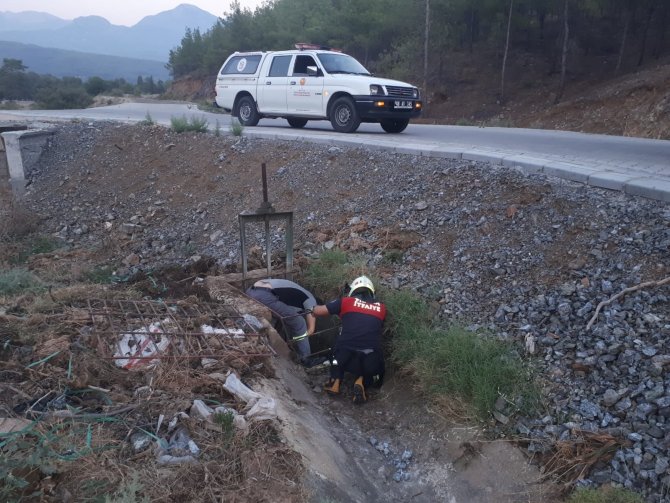 Sulama Kanalında Mahsur Kalan Köpek Ve 6 Yavrusu Kurtarıldı