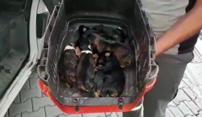 Sulama Kanalında Mahsur Kalan Köpek Ve 6 Yavrusu Kurtarıldı