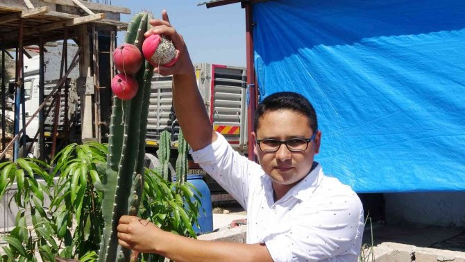 Mersin’de Güney Amerika Kökenli Peru Elması Yetiştirildi