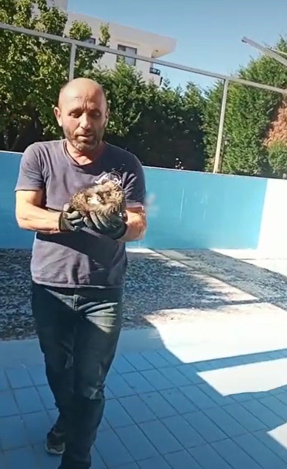 Bitkin Halde Bulduğu Kirpiye Elleriyle Su İçirdi