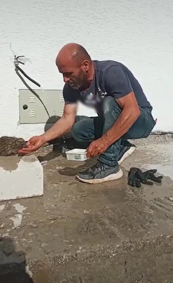 Bitkin Halde Bulduğu Kirpiye Elleriyle Su İçirdi