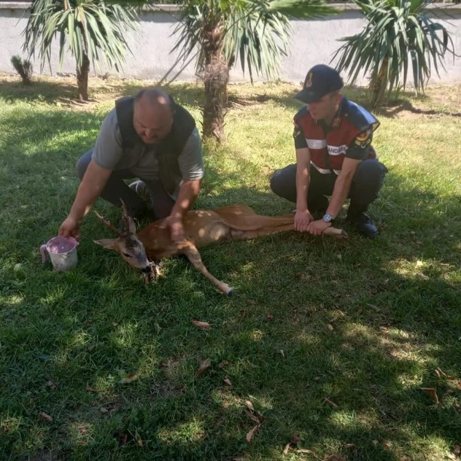 Köpeklerin Saldırısından Kaçan Karaca Tedavi Altına Alındı
