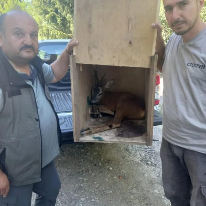 Köpeklerin Saldırısından Kaçan Karaca Tedavi Altına Alındı