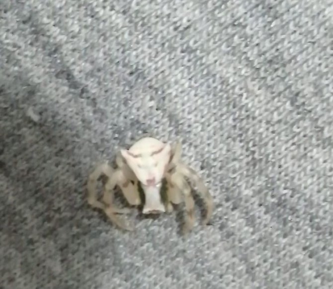 İ̇nsan Yüzlü Örümcek Görenleri Şaşkına Çevirdi