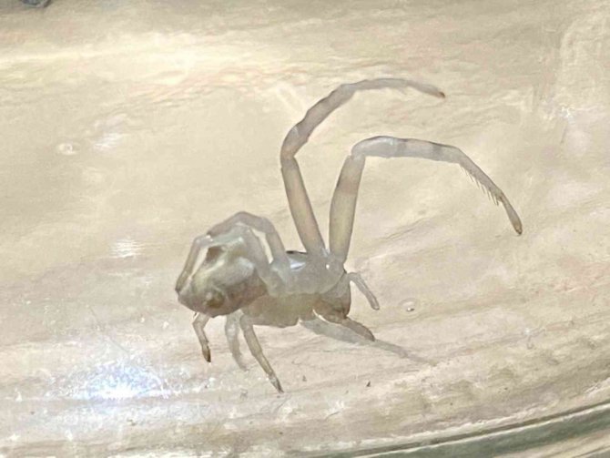 İ̇nsan Yüzlü Örümcek Görenleri Şaşkına Çevirdi