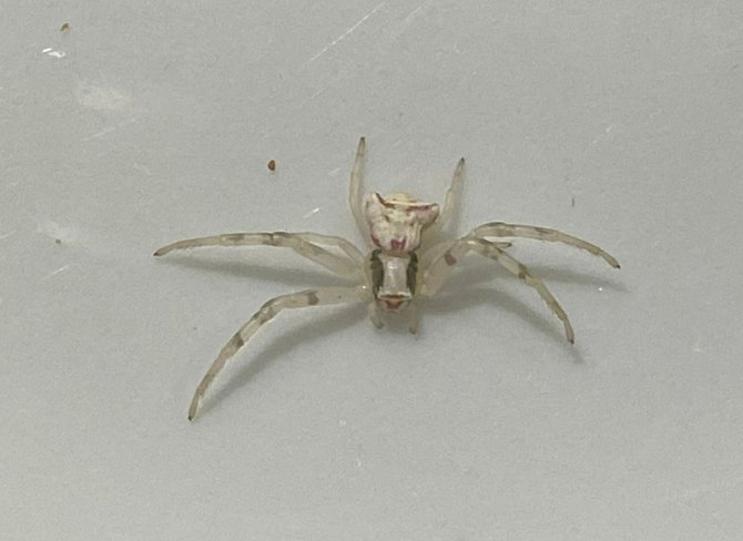 İ̇nsan Yüzlü Örümcek Görenleri Şaşkına Çevirdi