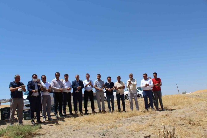 Batman’da Süne İle Mücadele İçin Doğaya Keklik Salındı