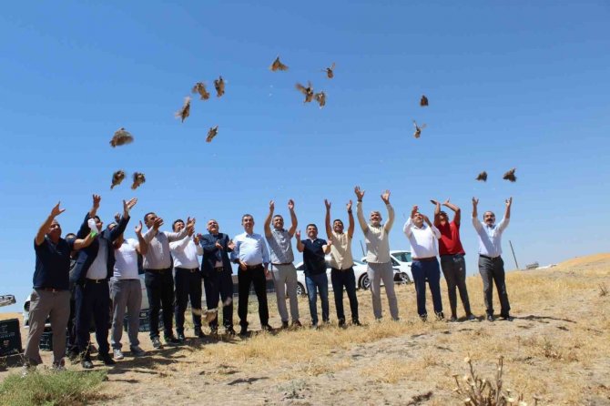 Batman’da Süne İle Mücadele İçin Doğaya Keklik Salındı