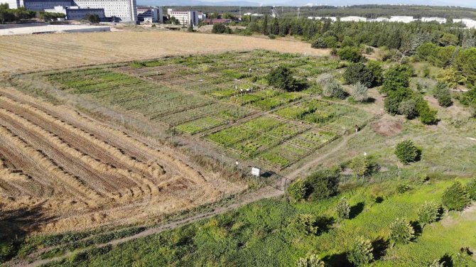 Üniversite Personeli Ekolojik Bahçelerde Doğa İle Bütünleşiyor