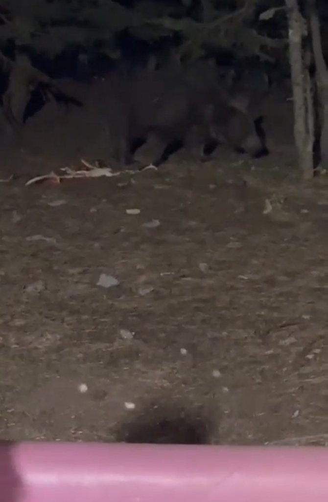 Uludağ’da Bahçesine Gelen Ayıyla Konuştu, O Anlar Kameralarda