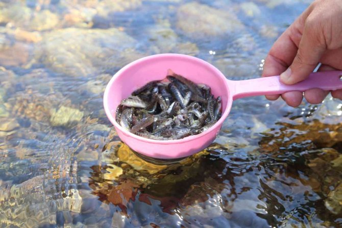 Gümüşhane’de 5 Bin Yavru Alabalık Derelere Bırakıldı