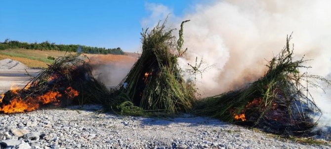Kırklareli’nde Ayçiçeği Tarlasına Gizlenmiş 208 Bin Kenevir Bitkisi Ele Geçirildi