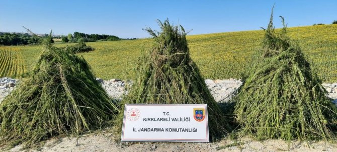 Kırklareli’nde Ayçiçeği Tarlasına Gizlenmiş 208 Bin Kenevir Bitkisi Ele Geçirildi