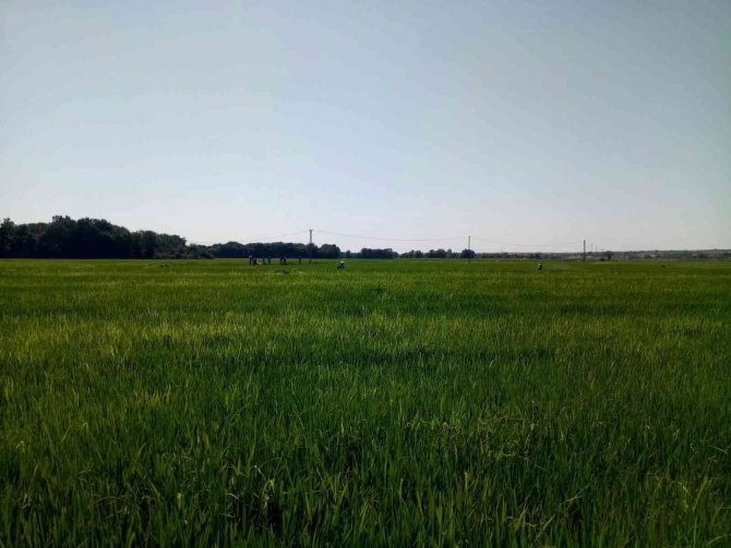 Çeltik Tarlalarında Gübreleme Sürüyor