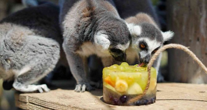 Doğal Yaşam Parkı’nda İştah Açan Buzlu Menü