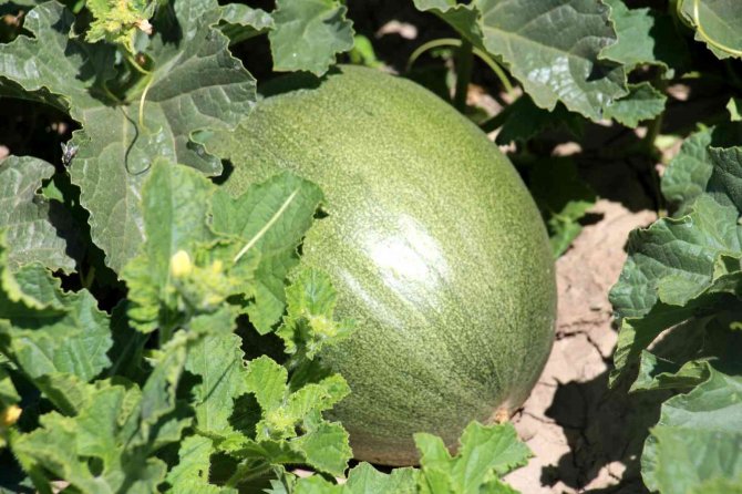 Sivas’ın Adana’sı Hasat İçin Gün Sayıyor