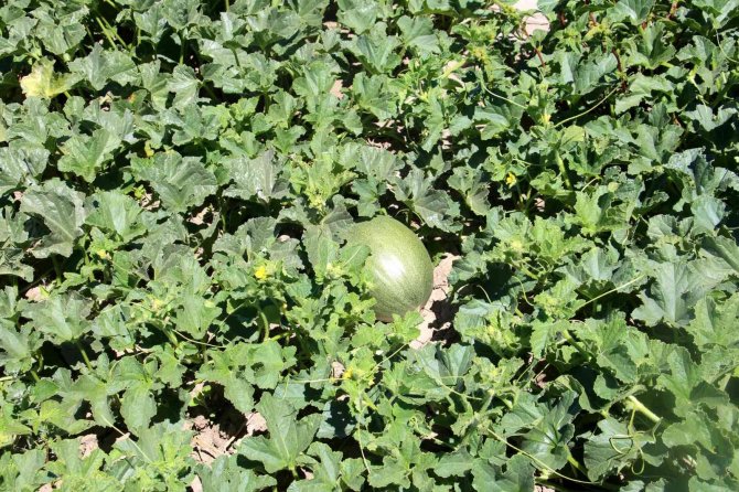 Sivas’ın Adana’sı Hasat İçin Gün Sayıyor