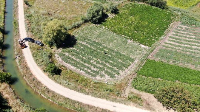 Sivas’ın Adana’sı Hasat İçin Gün Sayıyor