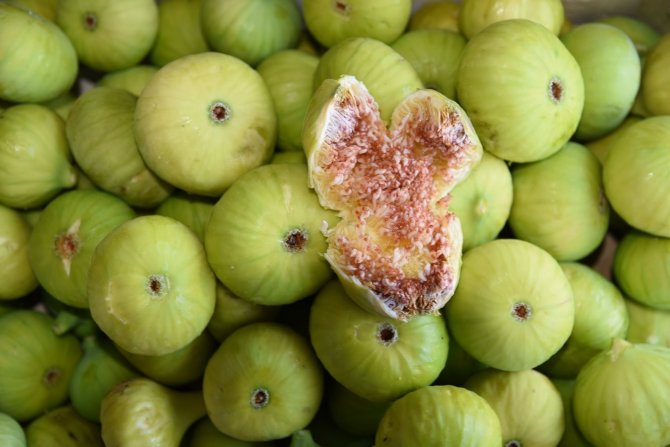 Aydın’da Taze İncirde Hasat Sezonu Başladı