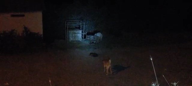 Aç Kalan Ayılar İlçe Merkezine İndi, Köpekleri Kovalayıp Çöpten Karnını Doyurdu