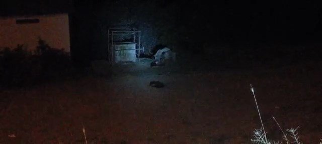 Aç Kalan Ayılar İlçe Merkezine İndi, Köpekleri Kovalayıp Çöpten Karnını Doyurdu