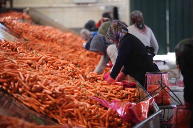 Konya Ovası’nda 55 Bin Dekarlık Alanda Havuç Hasadı Başladı