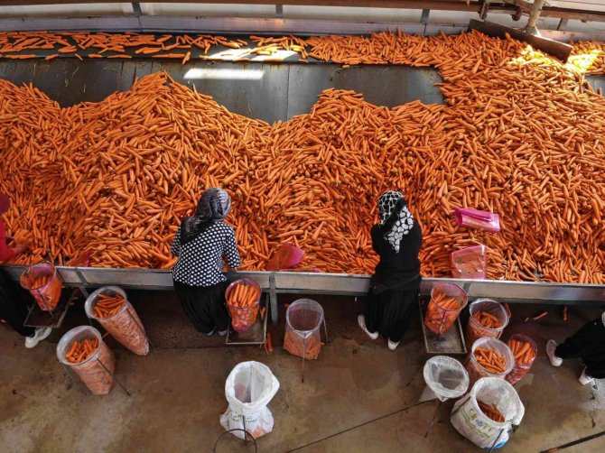 Konya Ovası’nda 55 Bin Dekarlık Alanda Havuç Hasadı Başladı