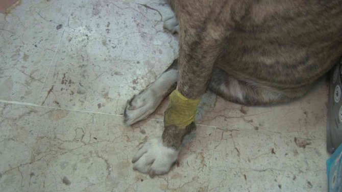 Üsküdar’da Hayvana Şiddet: Kendisinden Kaçan Köpeğe Taşla Saldırdı
