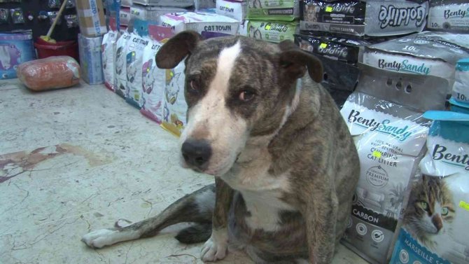 Üsküdar’da Hayvana Şiddet: Kendisinden Kaçan Köpeğe Taşla Saldırdı