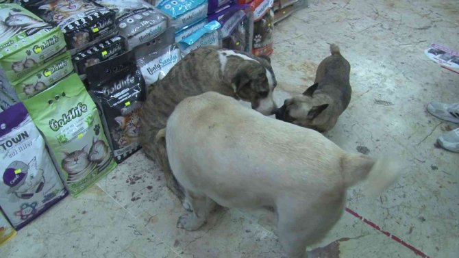 Üsküdar’da Hayvana Şiddet: Kendisinden Kaçan Köpeğe Taşla Saldırdı