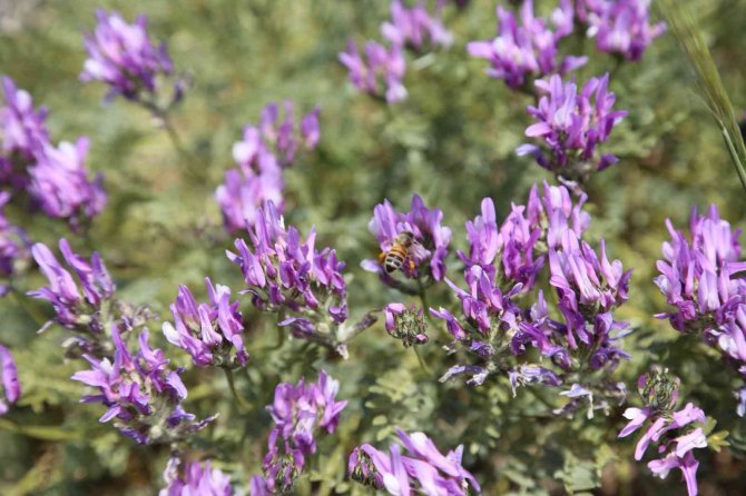 Şifa Kaynağı “Oğul Balı”