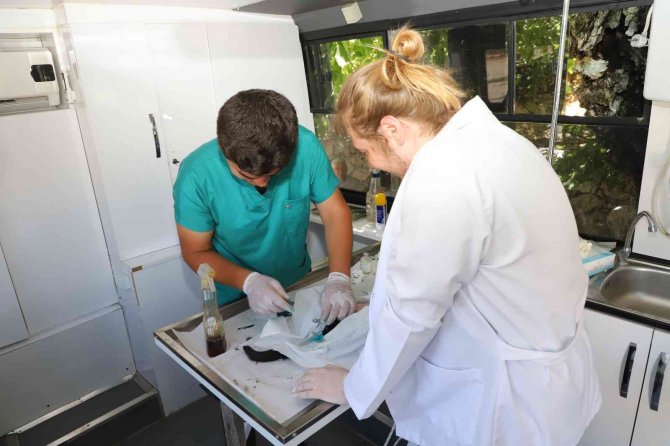 Alanya Belediyesi, Kırsaldaki Hayvanların Bakım Ve Kontrollerini Eksiksiz Yapıyor