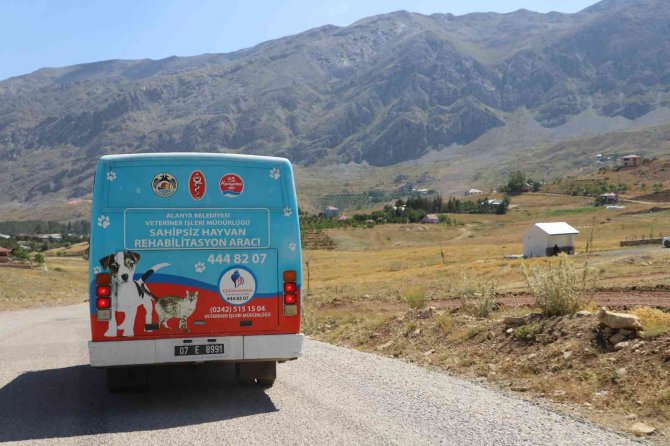 Alanya Belediyesi, Kırsaldaki Hayvanların Bakım Ve Kontrollerini Eksiksiz Yapıyor