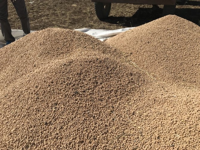 Arguvan‘da Nohut Hasat Tarla Günü Yapıldı