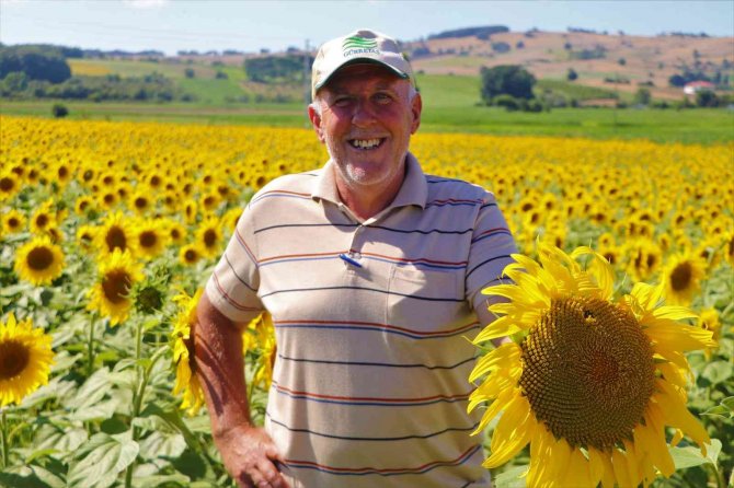 Ayçiçeği Tarlaları Çayır Tırtılına Karşı İlaçlanıyor