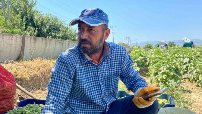 Bamya Üreticileri Aracılardan Dertli
