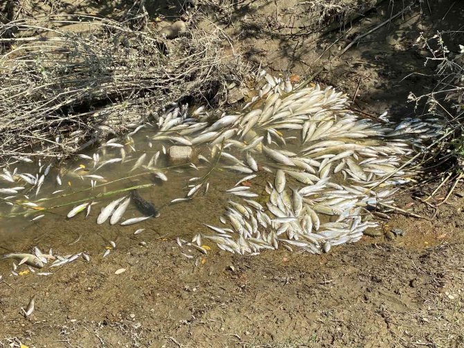 Gökırmak’ta Yüzlerce Balık Telef Oldu