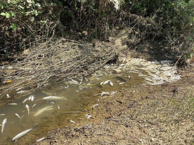 Gökırmak’ta Yüzlerce Balık Telef Oldu