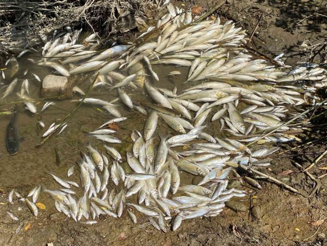 Gökırmak’ta Yüzlerce Balık Telef Oldu