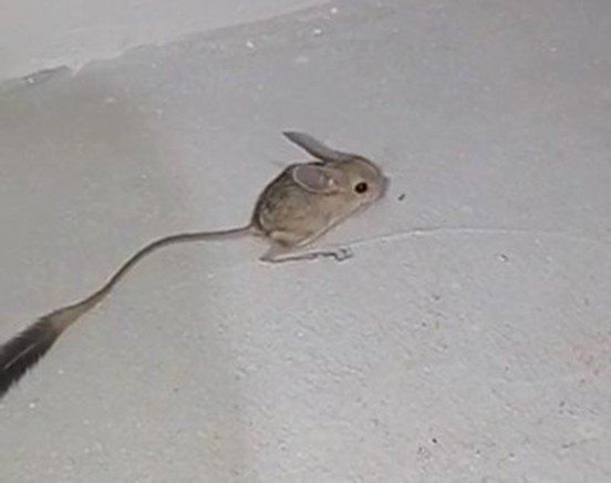 Bingöl’de Arap Tavşanı Görüntülendi