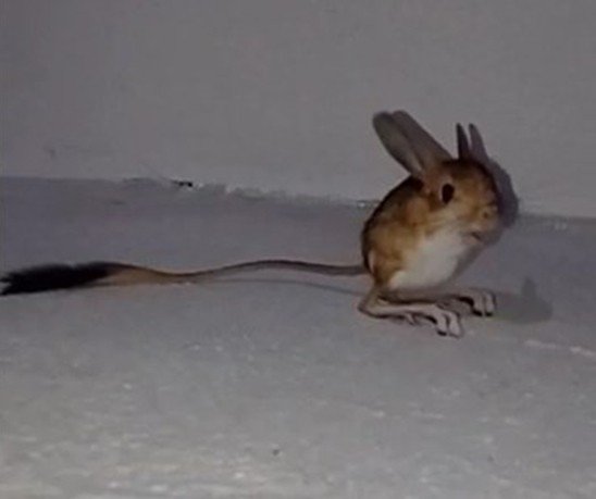 Bingöl’de Arap Tavşanı Görüntülendi