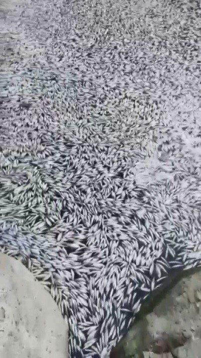 Bursa’da Esrarengiz Balık Ölümleri