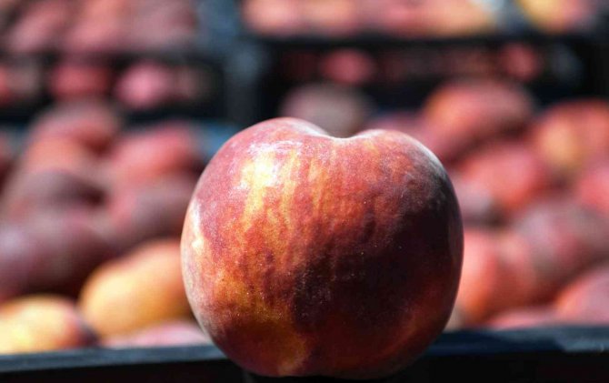 Lapseki Şeftalisinde Yüzde 25 Rekolte Artışı Bekleniyor