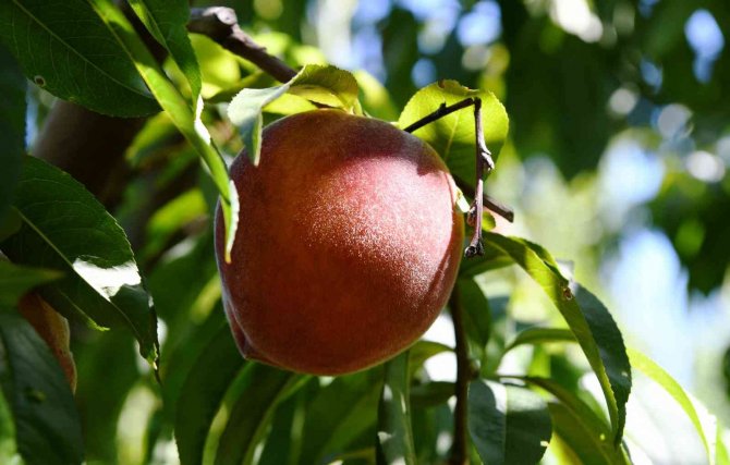 Lapseki Şeftalisinde Yüzde 25 Rekolte Artışı Bekleniyor