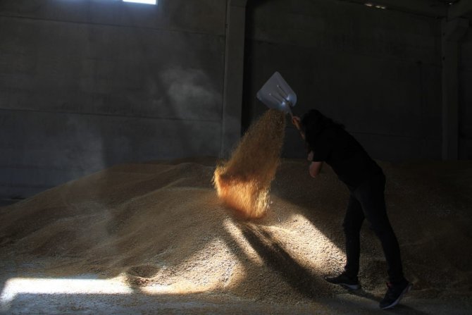 Çiftçilerin Zorlu Hasat Telaşı