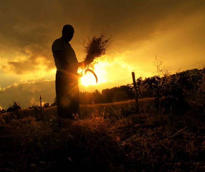 Çiftçilerin Zorlu Hasat Telaşı