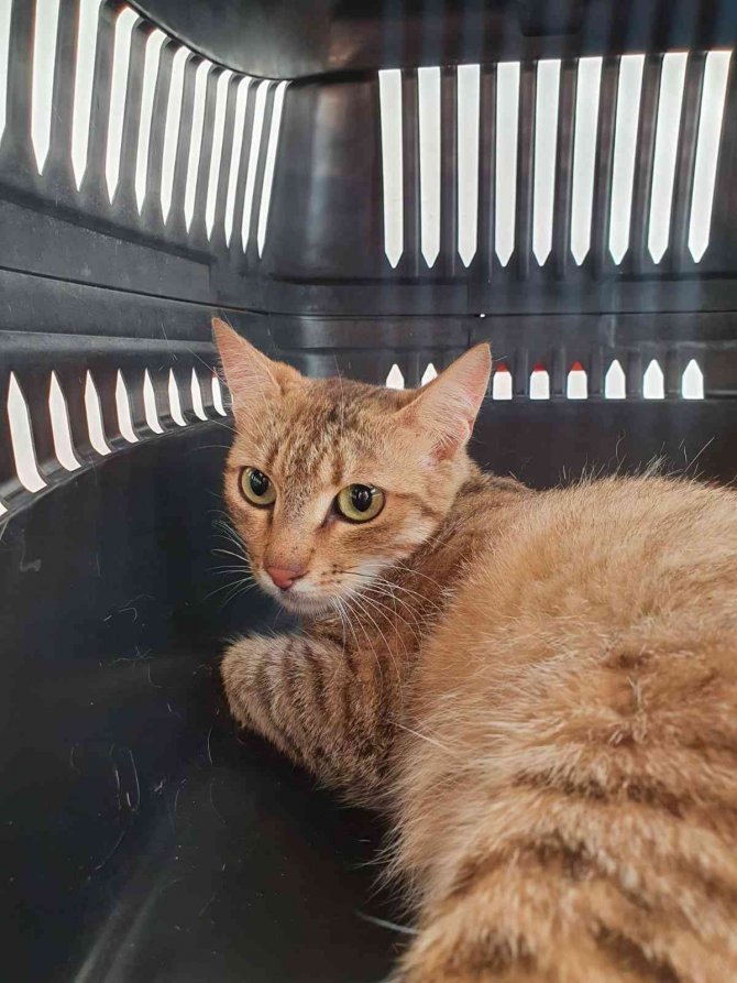 Bacağı Ve Kuyruğu Olmayan Kediyi Tedavi Ettirip Yeni Yuva Buldular