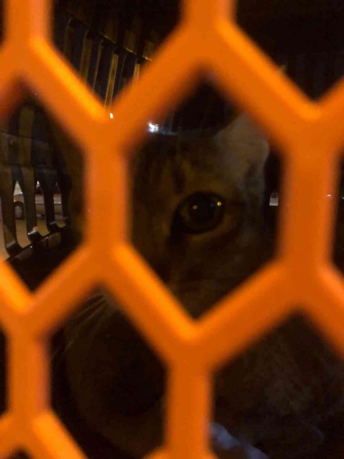 Bacağı Ve Kuyruğu Olmayan Kediyi Tedavi Ettirip Yeni Yuva Buldular