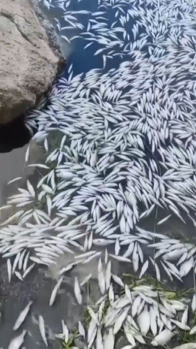 Bursa’da Esrarengiz Balık Ölümleri